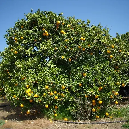Casa Da Amoreira * Luz de Tavira