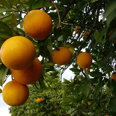 Casa Da Amoreira Luz de Tavira