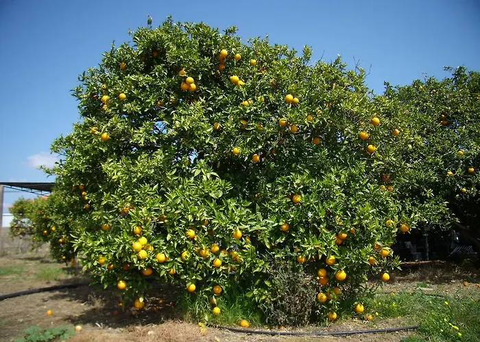 Casa Da Amoreira * Luz de Tavira